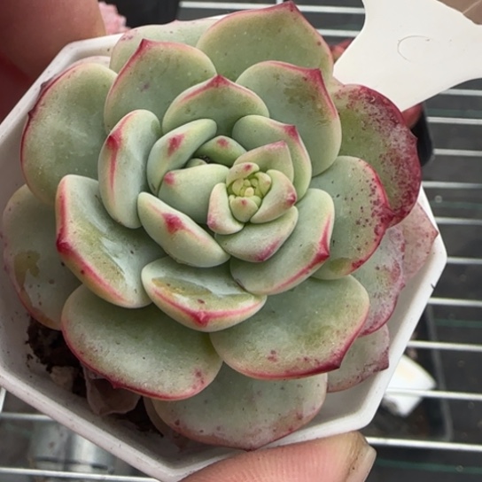 138 一物一拍多肉