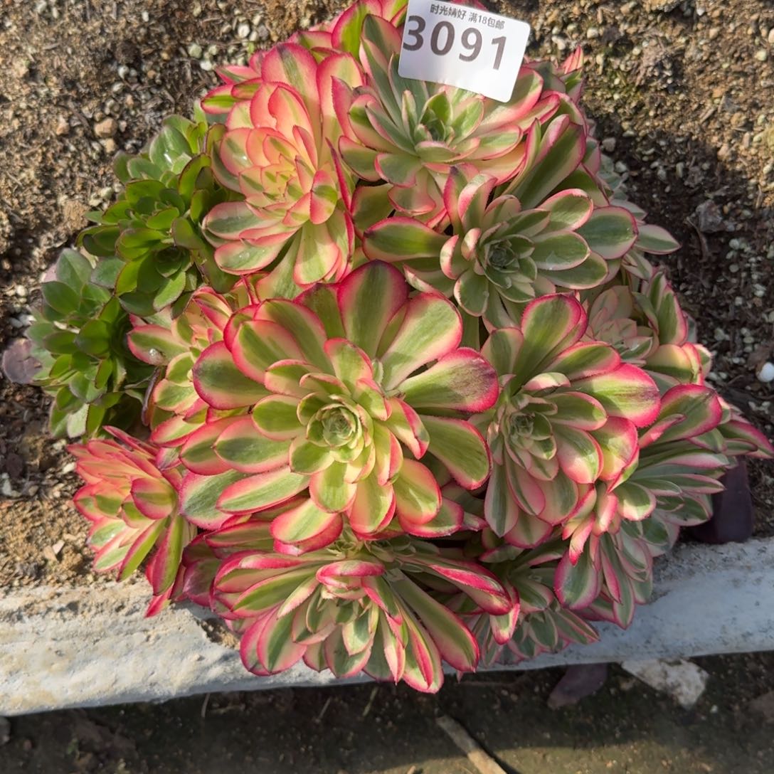 3091荔枝多肉植物