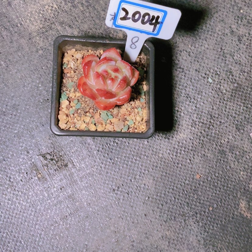 【闪购商品】好****子2004