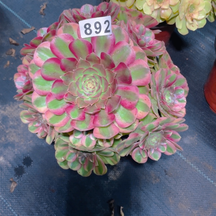 892老庄多肉法师雨荷