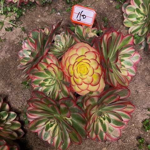 红荔枝老桩多头法师150