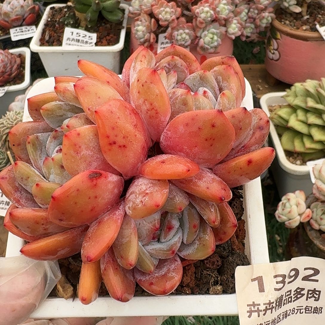 1392一物一拍（满28包邮）