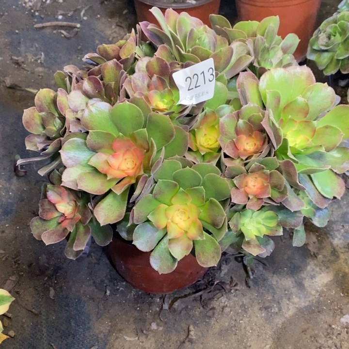 雅典娜多肉断头不包2213