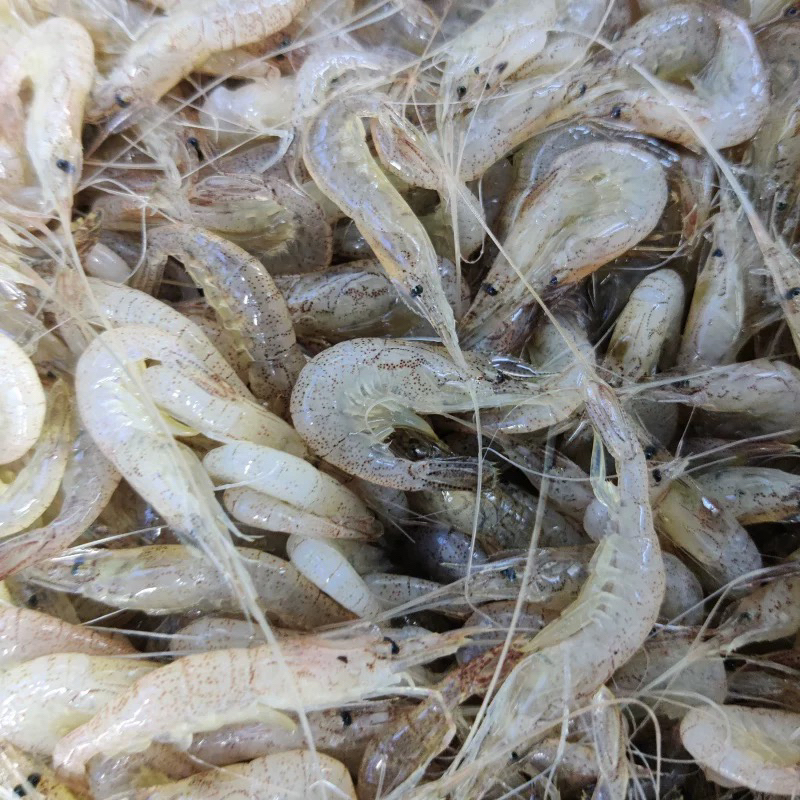 野生江虾4斤包邮（速冻发货）