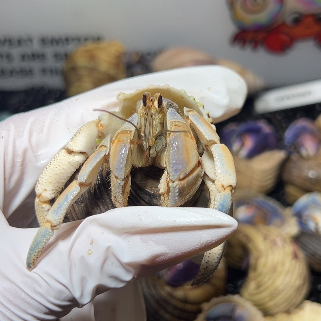 f***包青蓝橘紫陆口径2.6口