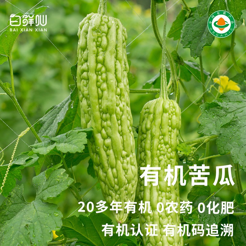 有机苦瓜 蔬菜凉瓜凉拌炒食当季蔬菜新鲜健康有机蔬菜现摘配送3斤