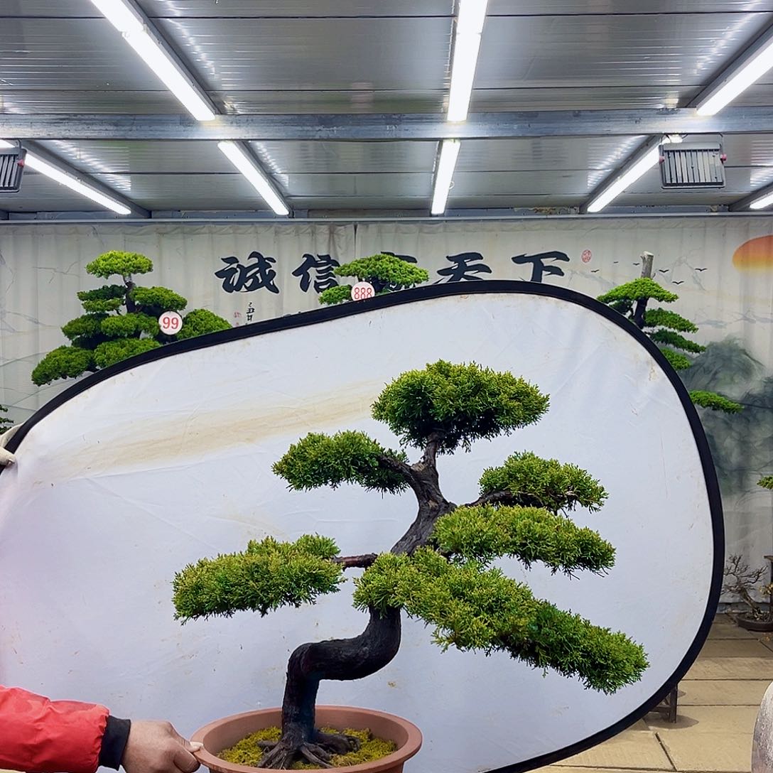无花朵松柏盆景直播大放漏
