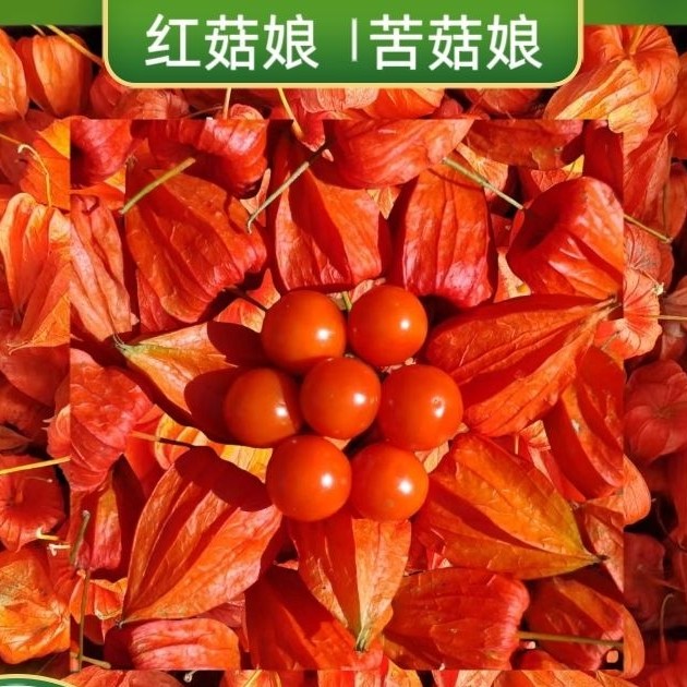 东北新鲜红菇娘灯笼果果苦菇娘顺丰快递大小东北人水果红色