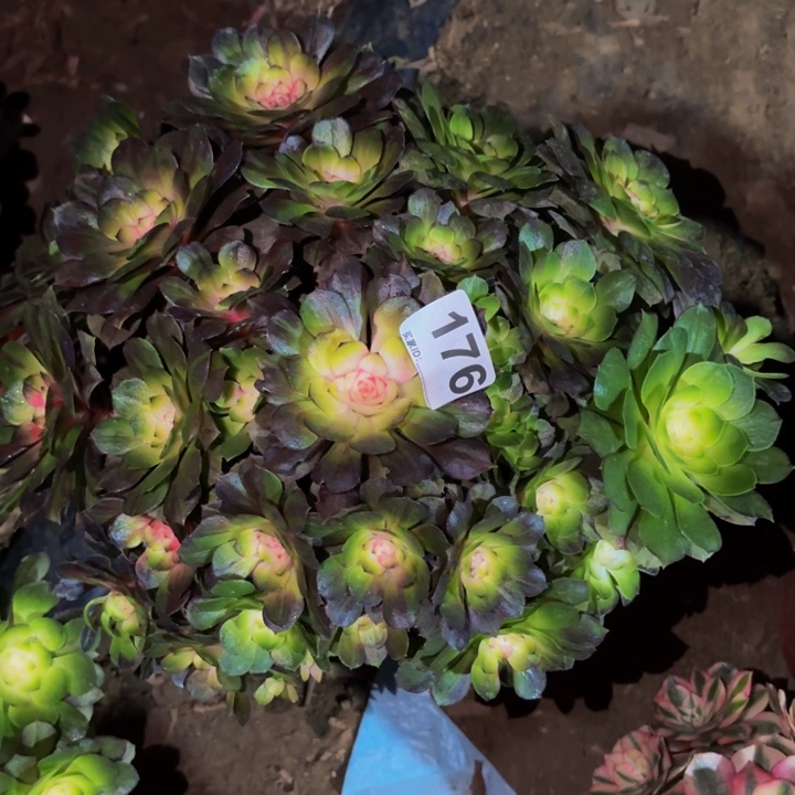 176花月夜科技锦多肉植物不售后