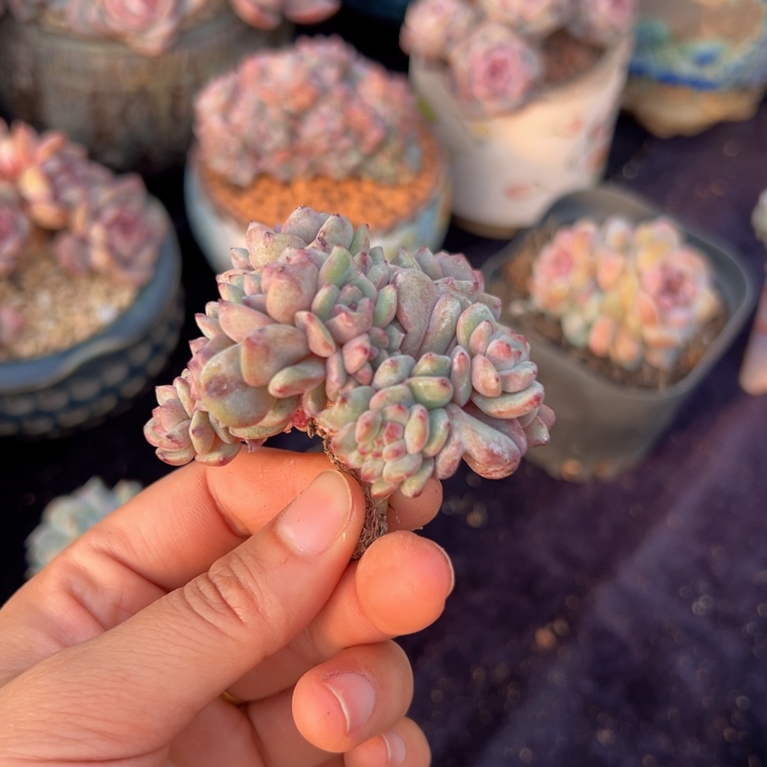 新年快乐 新年快乐