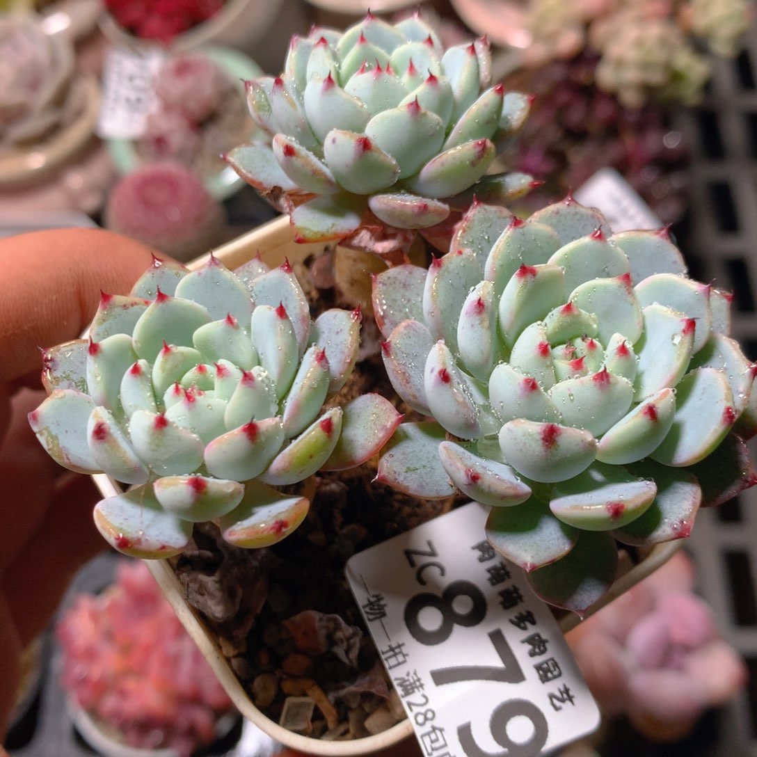 5CM拇指盆精控多肉ZC879