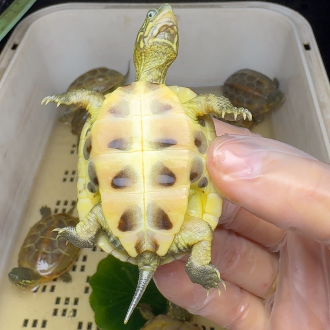 母绿毛龟哆**梦黄肉黄肉