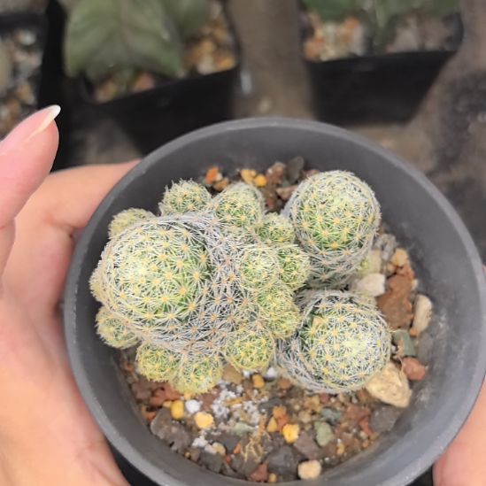 实生吉赛尔直径3.5带盆土