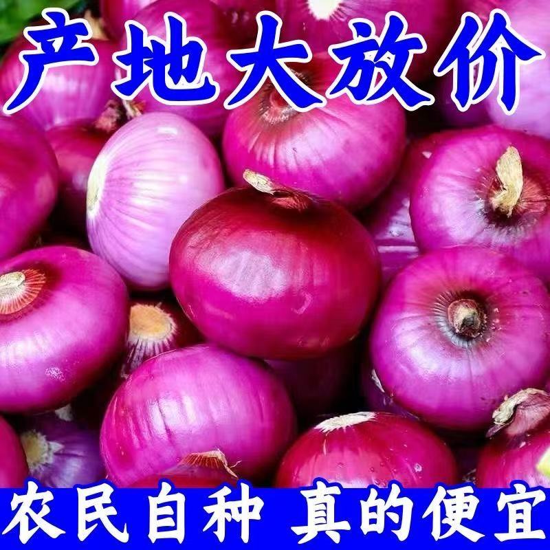 【只发大果】云南新鲜紫皮洋葱农家自种可生吃水果洋葱坏果包赔5斤