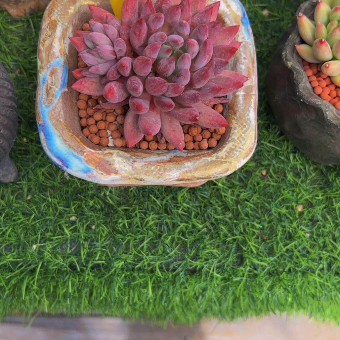 ****菜车厘子单头多肉植物