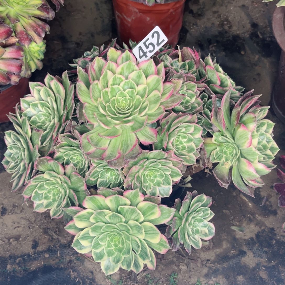 452水蜜桃老桩有伤多肉法师