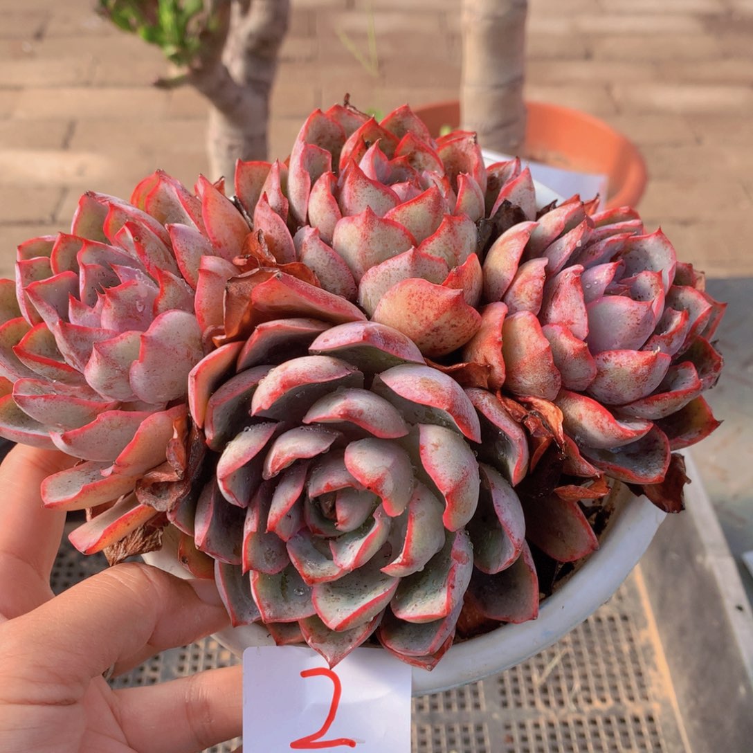 一单包邮框拍002