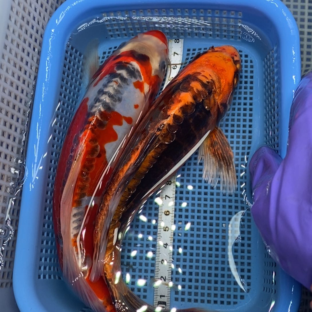 锦鲤冷水锦鲤包邮