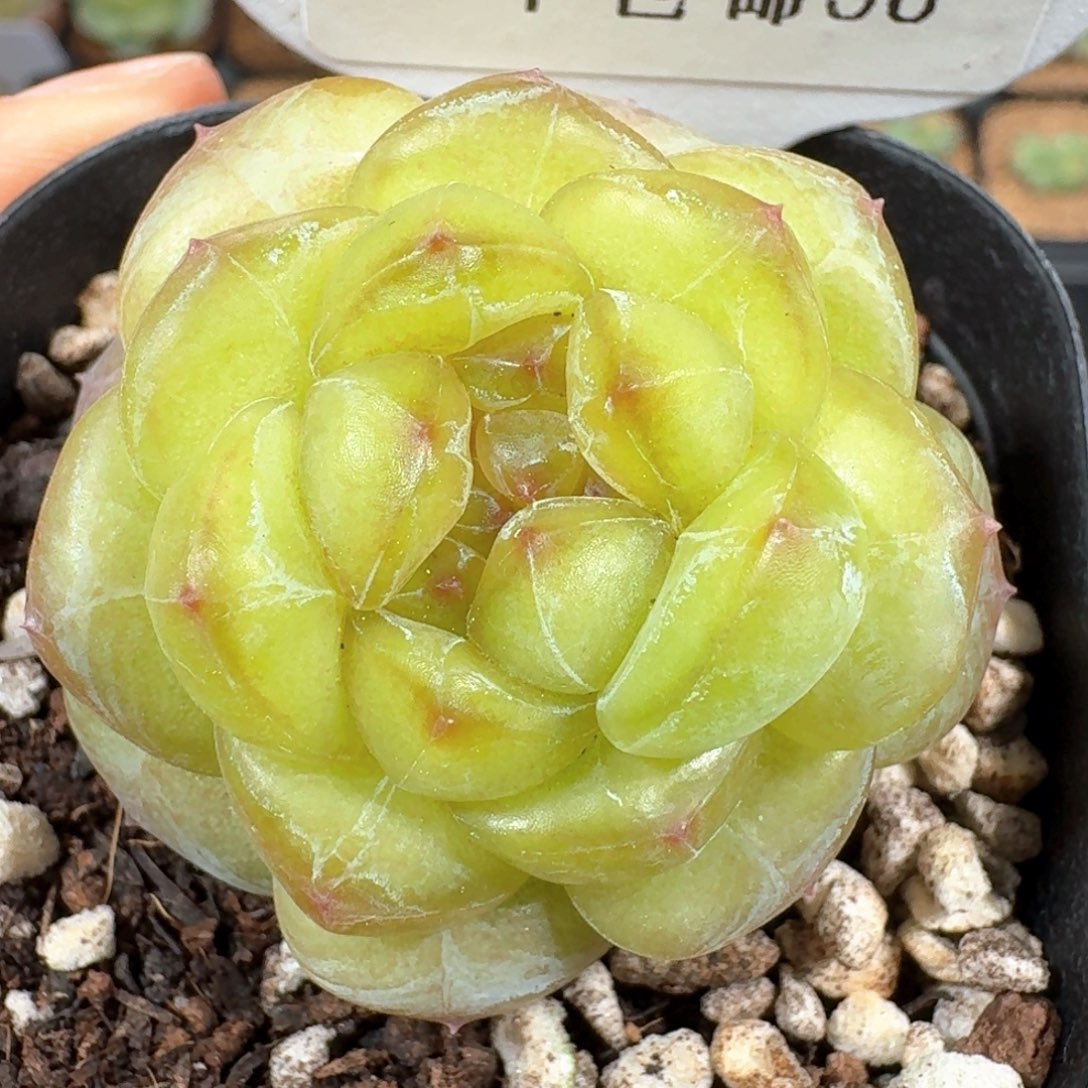 0318-38-1033单头一颗