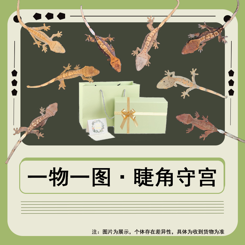 网红宠物睫角守宫蜥蜴幼苗新手入门懒人爬宠异宠