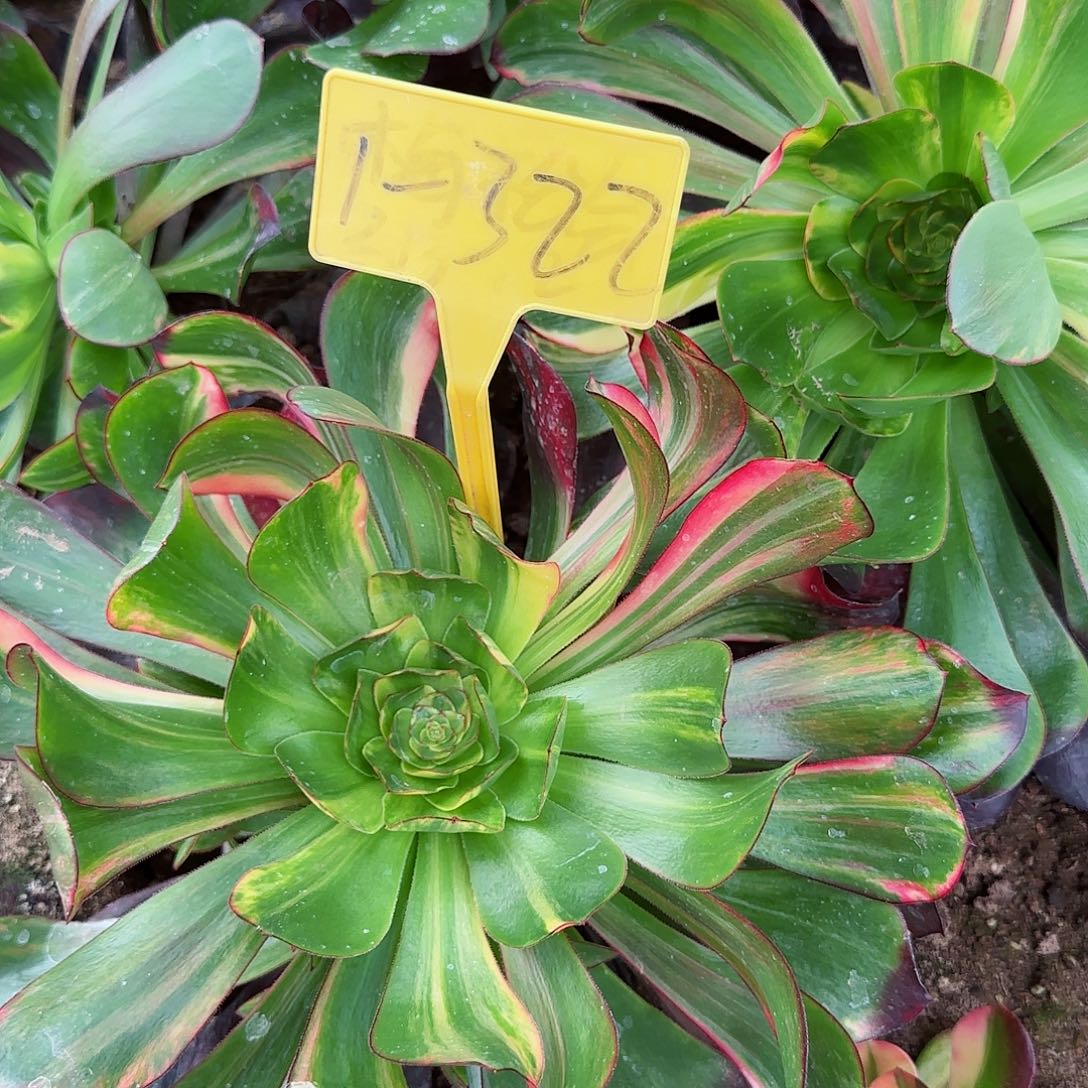 1-322---多头多肉