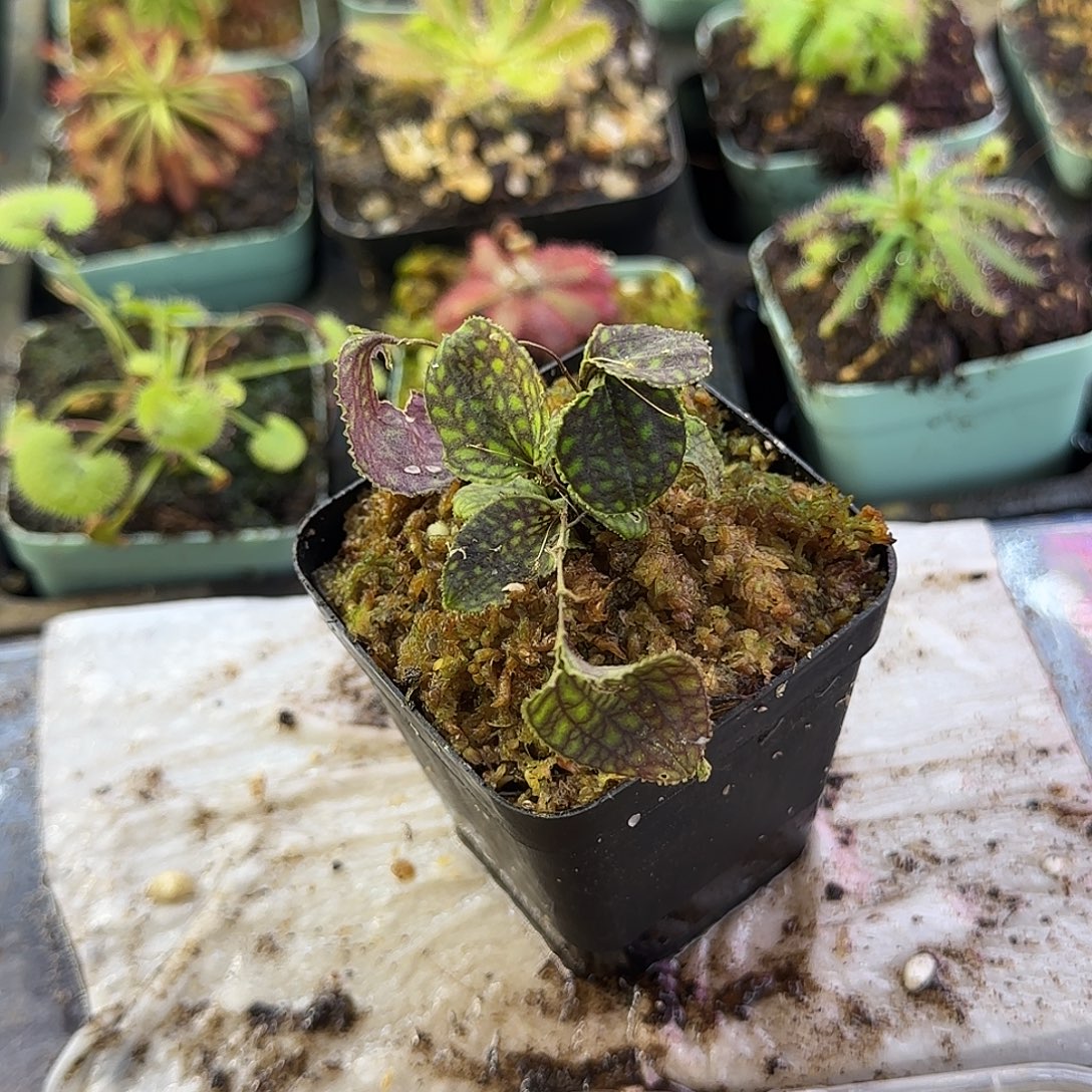 完全开放南美网格丽斑兰