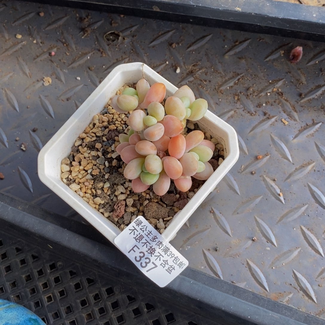 花朵洛神337/5c m