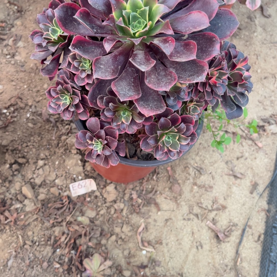 805金丝雀多肉植物法师