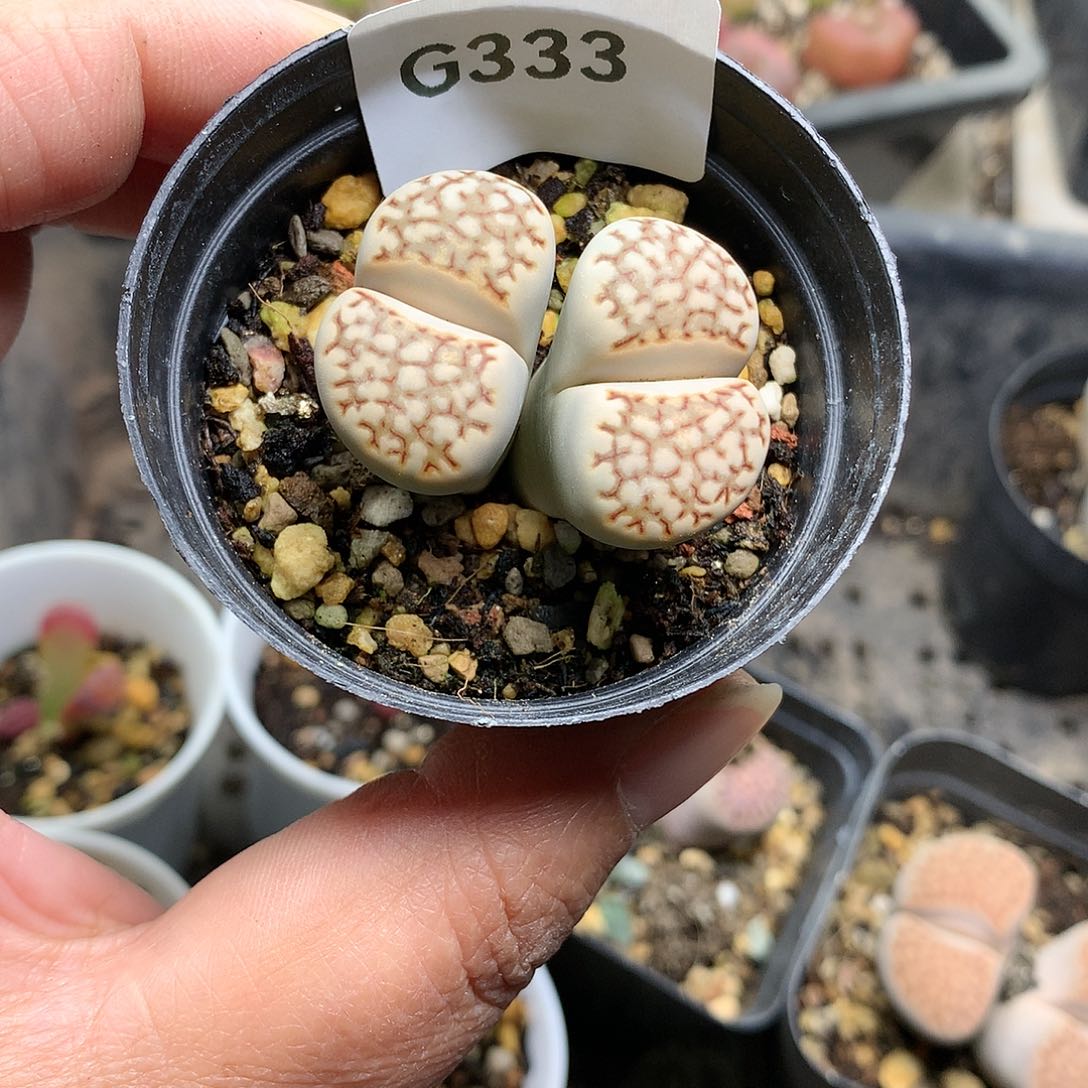 忘*G333多肉植物保护研究所