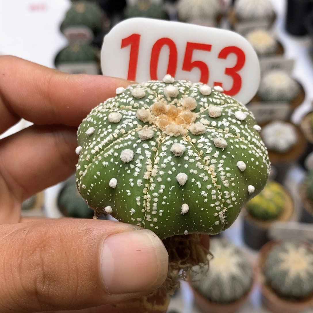 1053泰奇福利特价咯啦哦
