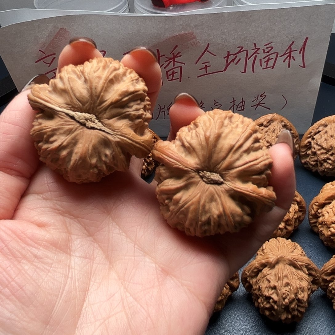 十***声核桃42尺寸白狮子