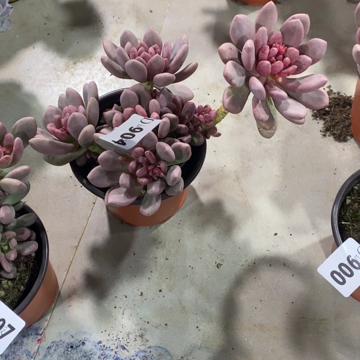 是***呀904桃心多肉植物多肉