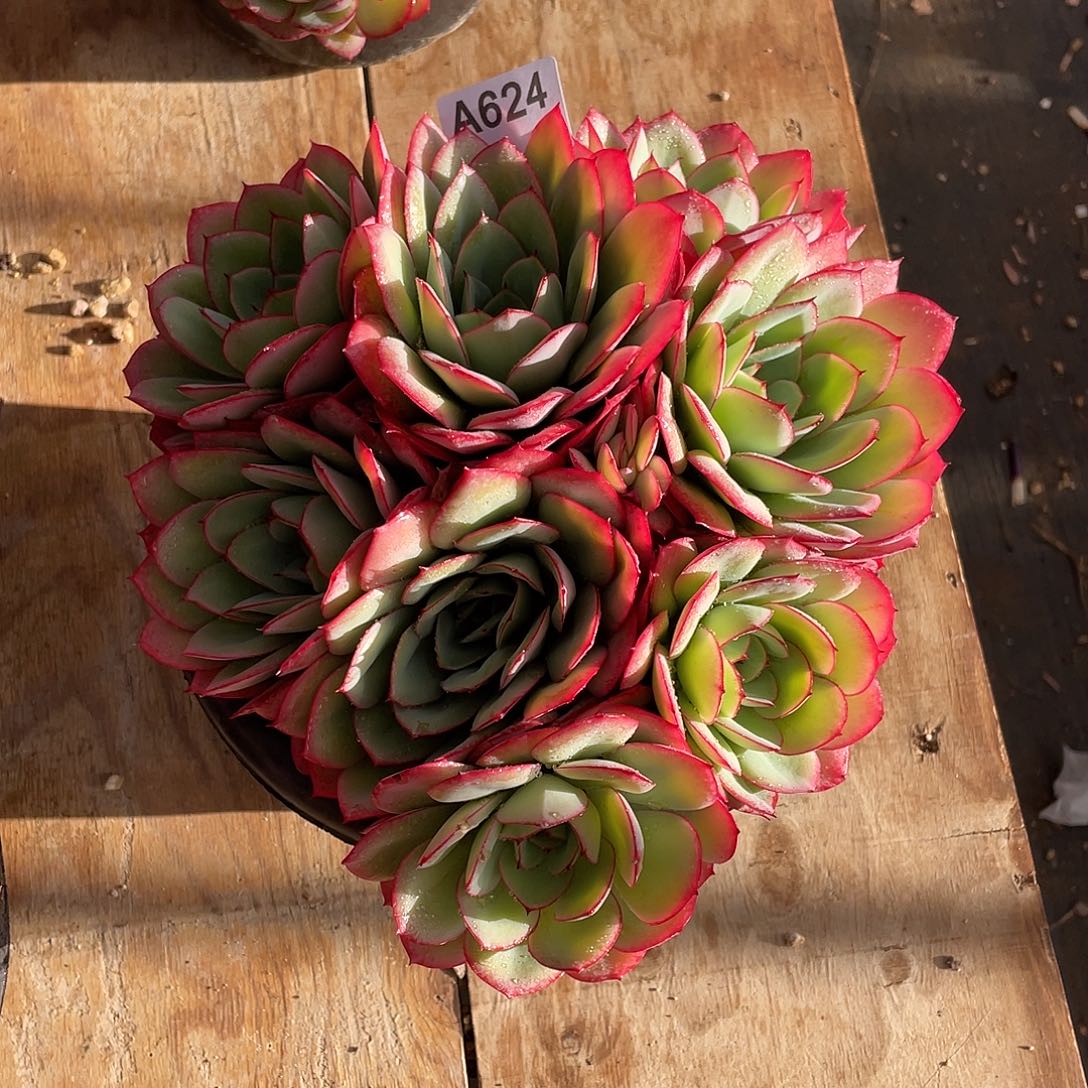 624多肉植物多肉植物