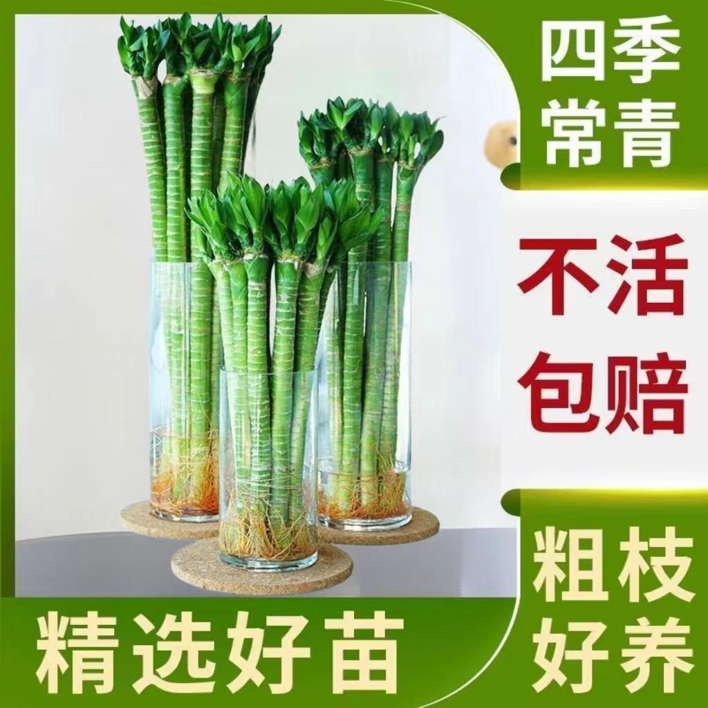 龙竹水培带根植物水养盆栽绿植客厅室内好养活粗竹水培水竹富贵竹