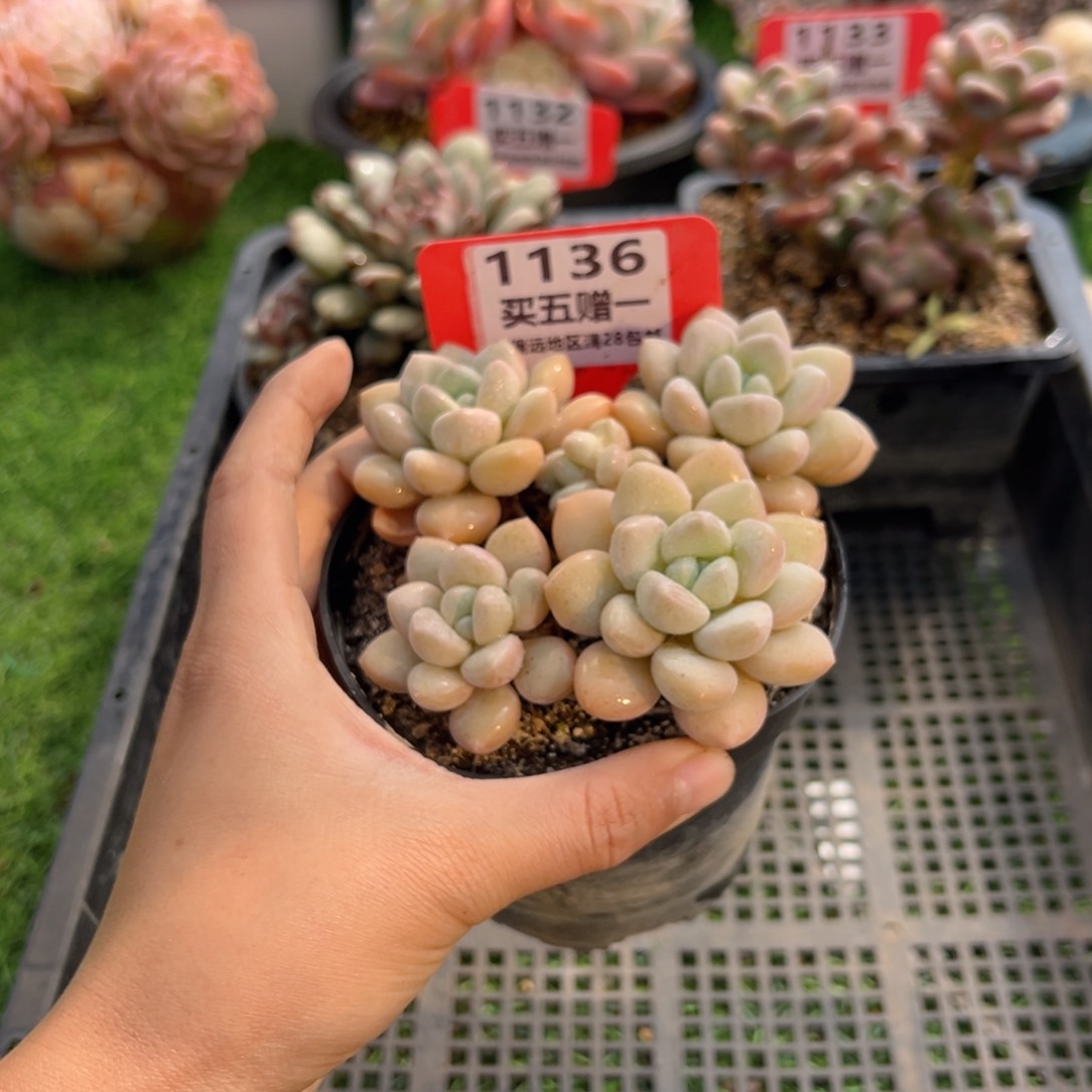 表妹精品多肉1136.