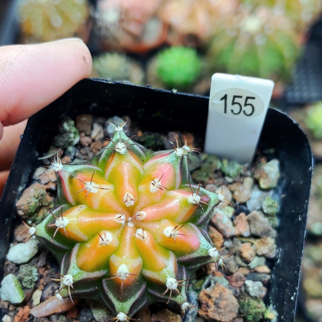 非偏远地区满25包邮仙人球