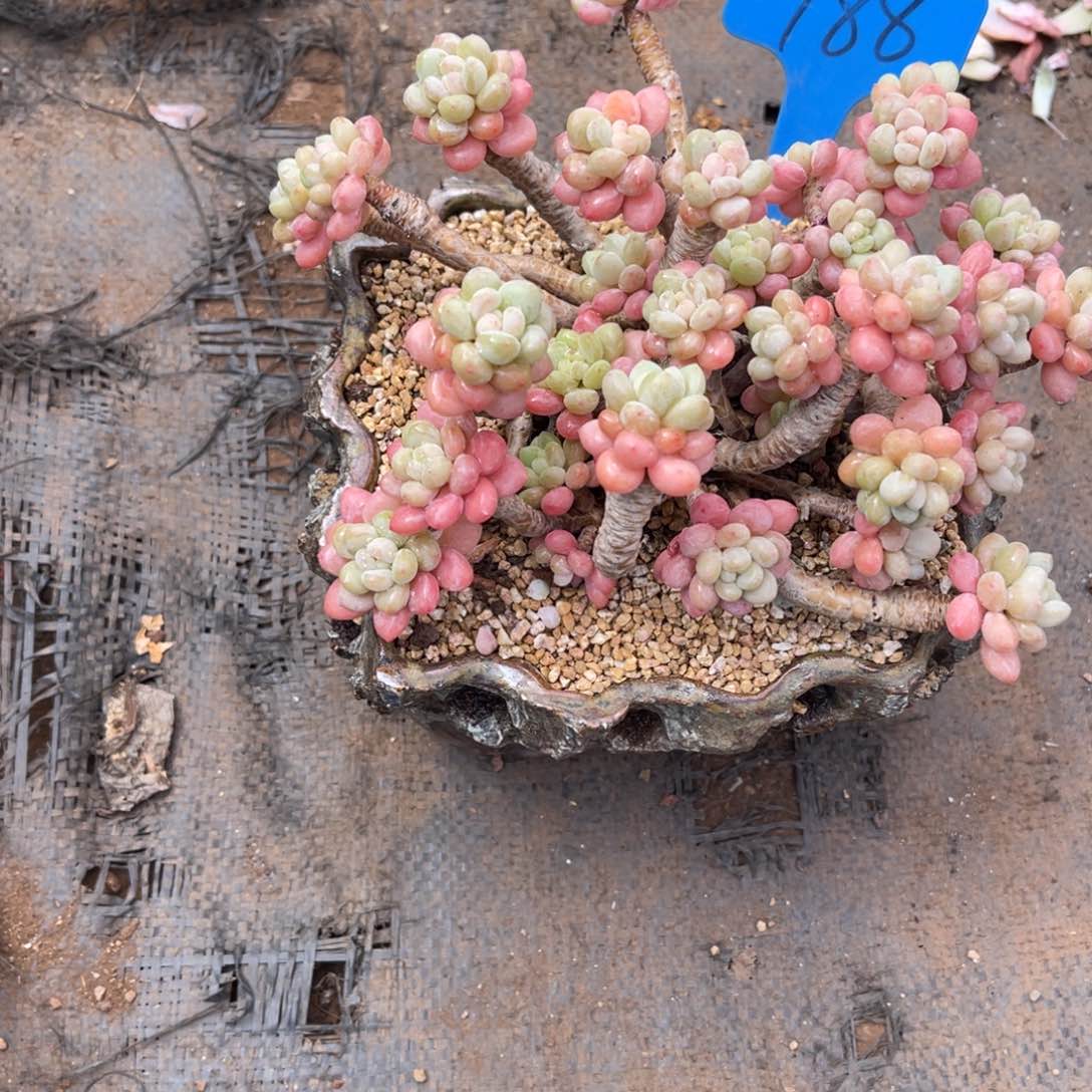 紫****）188鱼子酱多肉植物