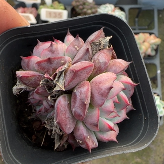 87马赛尔多肉植物多