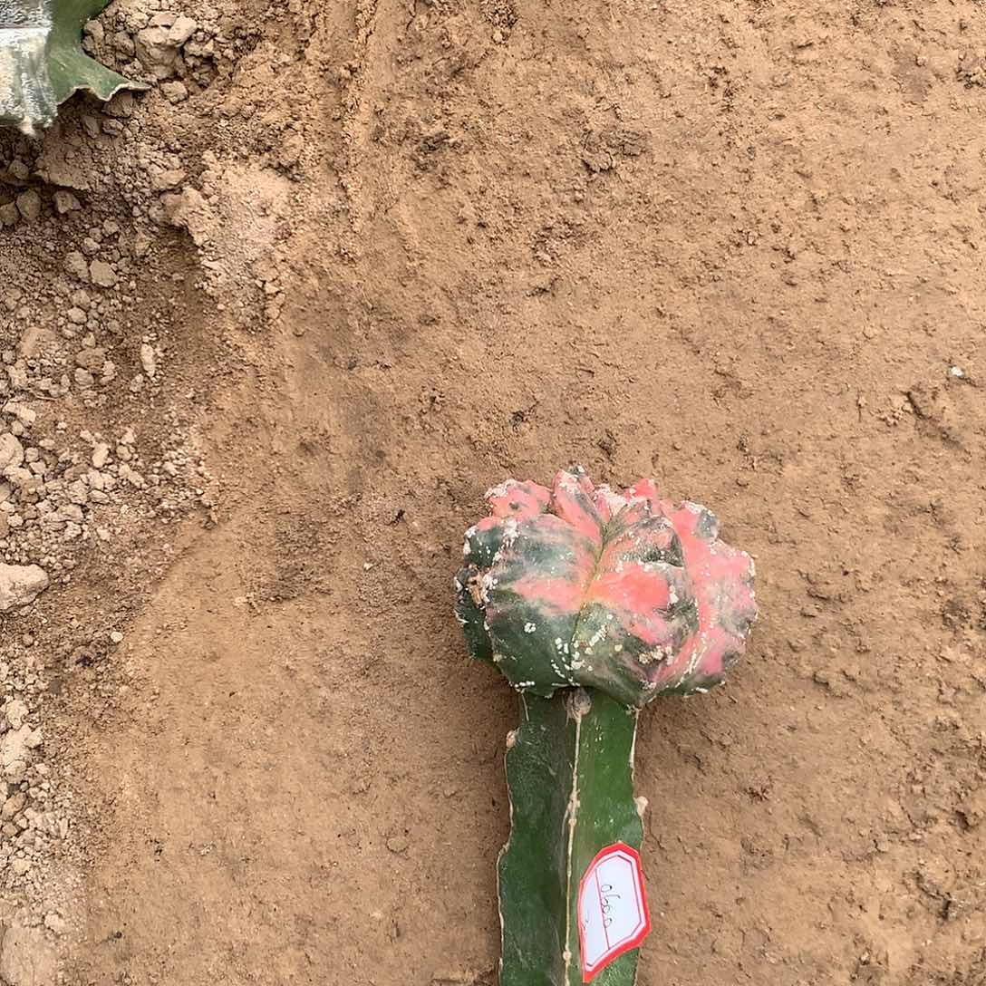 【闪购商品】随**安一玉玉玉