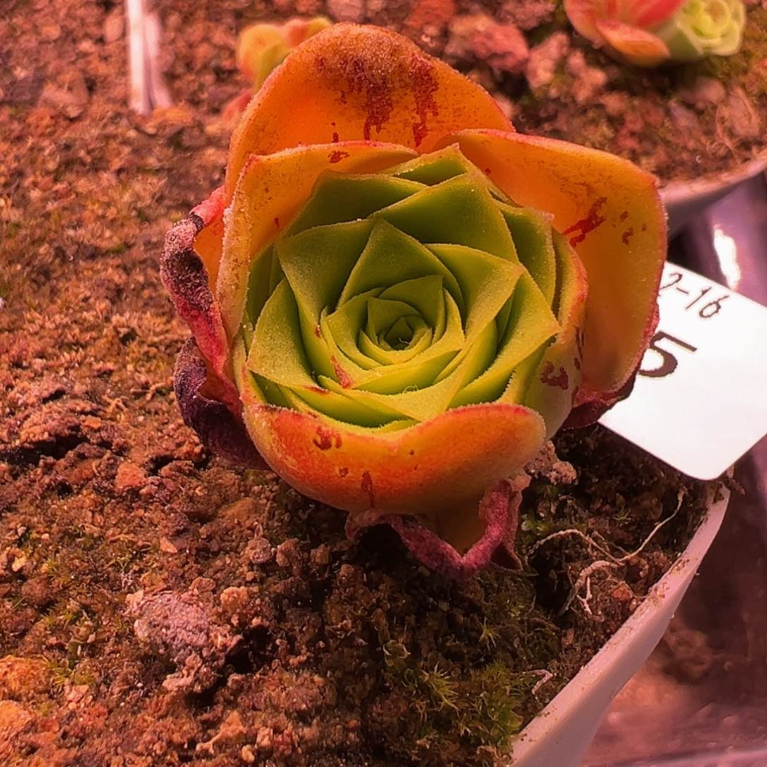 杨905 帕美x各种 福利