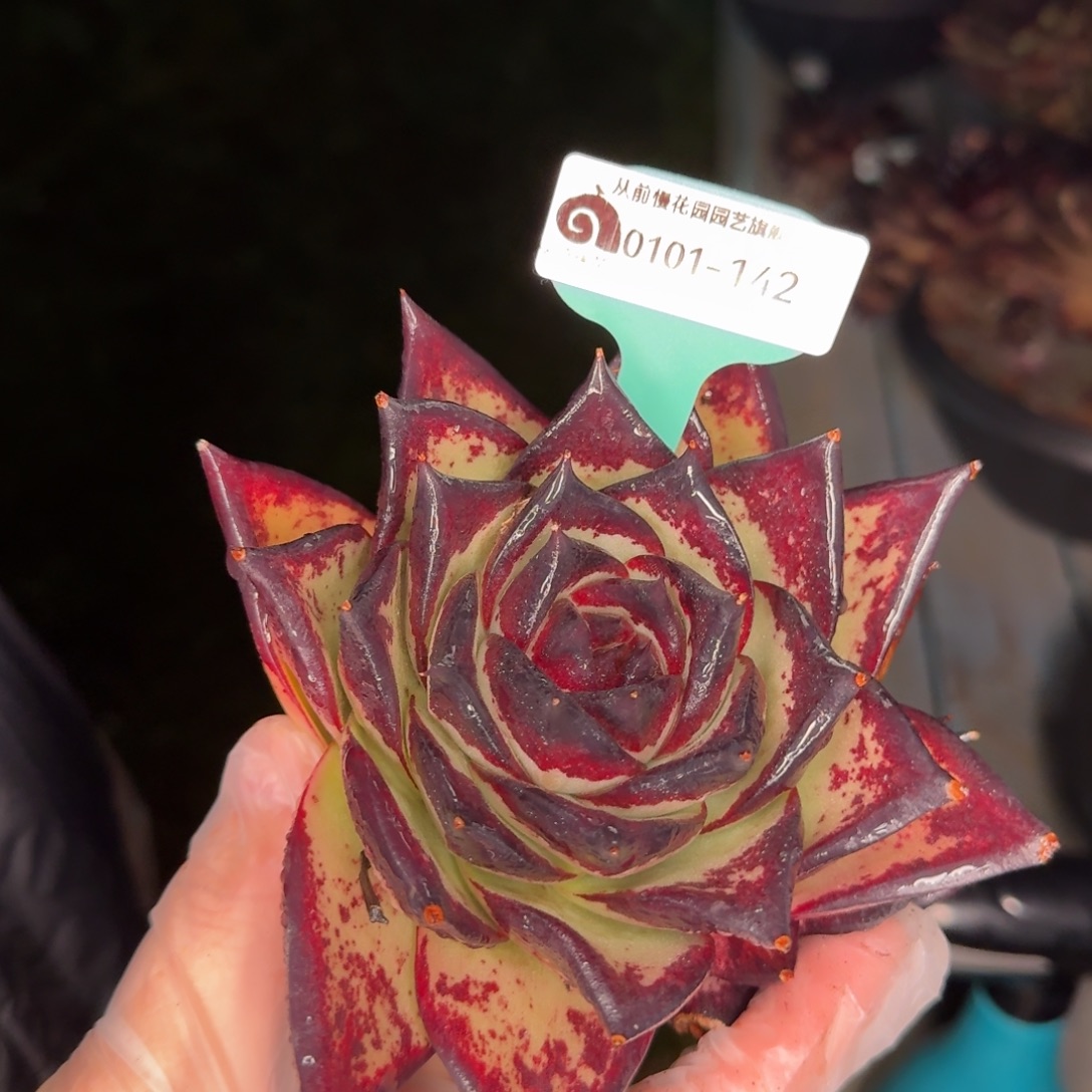 从前慢花园多肉编号0101-142