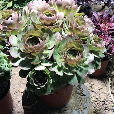 万圣节多肉植物2