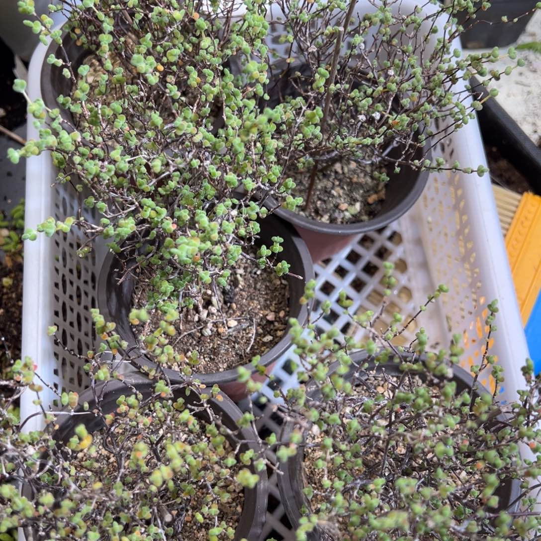 乱七八糟莱斯90杯