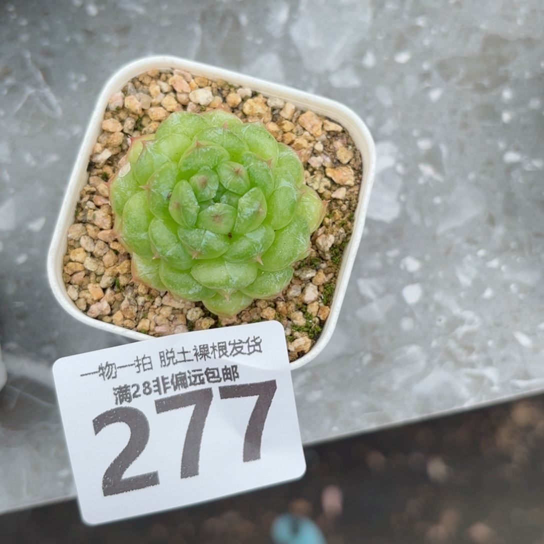 阳光玫瑰无盆土发货