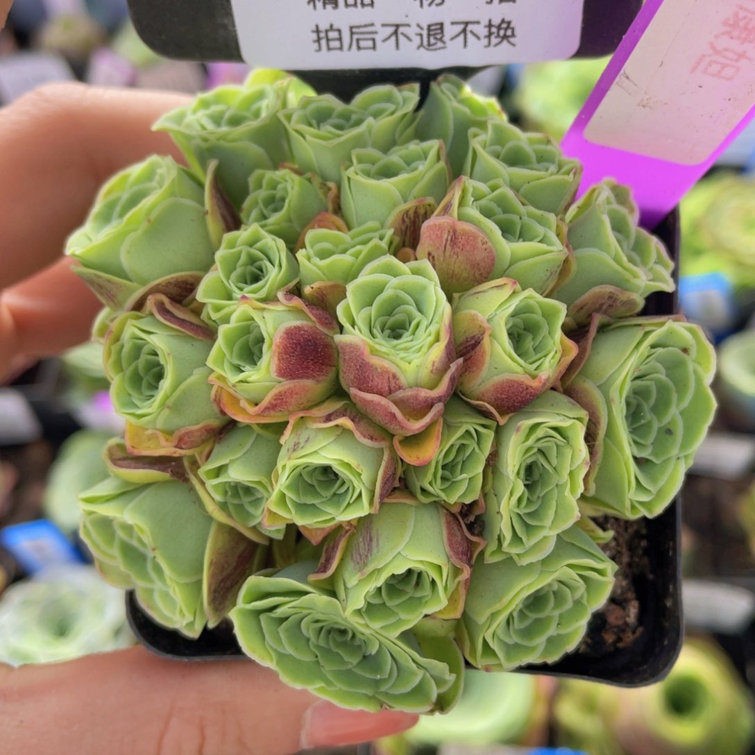 玥康妲多肉675一物一拍