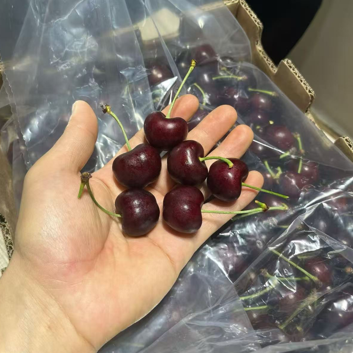 【福建仓】单J Ayana海运车厘子-内附卡尺2-5斤原箱装智利