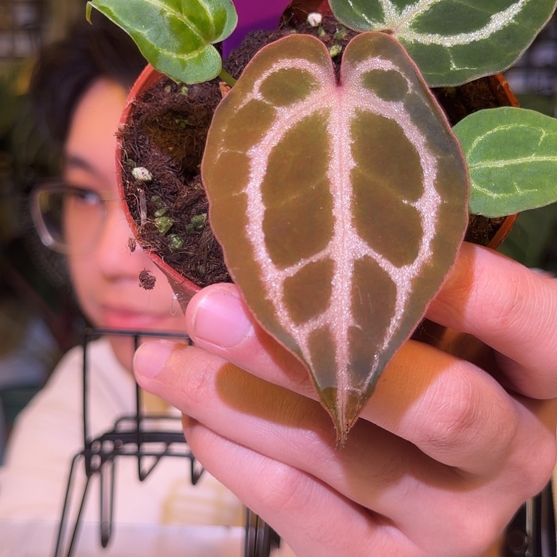 完全开放F784织梦者杂ftg