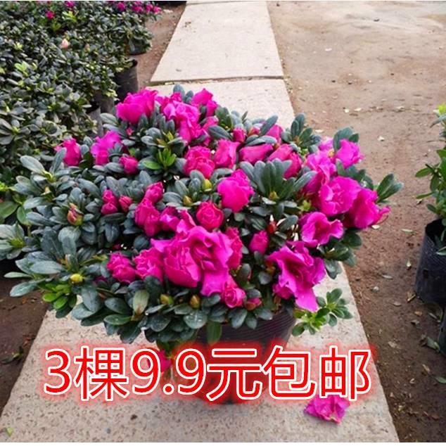 四季开花映山红杜鹃花苗盆栽室内庭院植物杜娟花树状盆带花苞发货