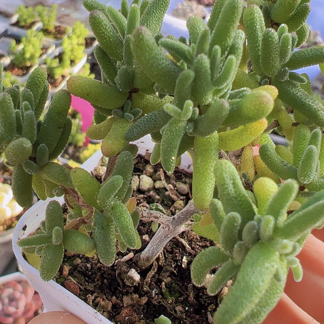 老桩糖球枝干19包邮