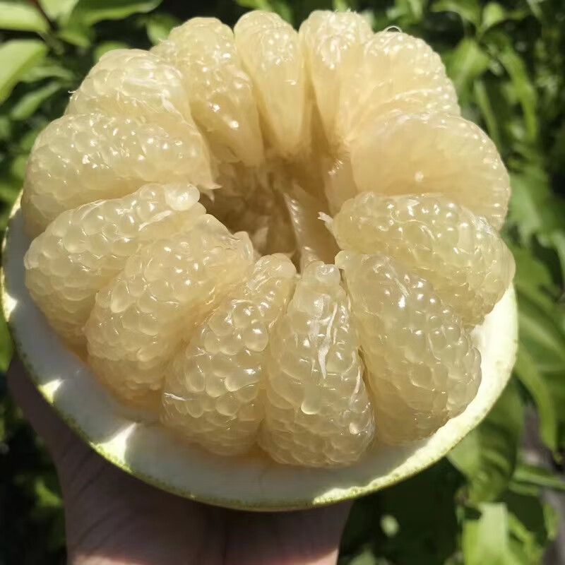 【大果】核心产区直发合江老树真龙柚无酸越放越甜拍6个装送中果1个